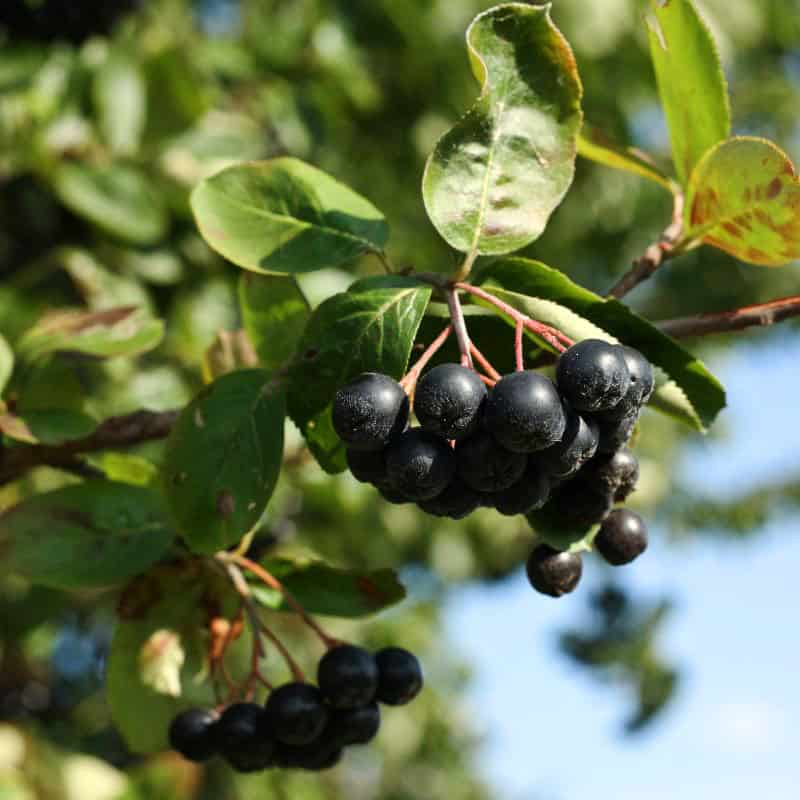 Black_Chokeberry_01