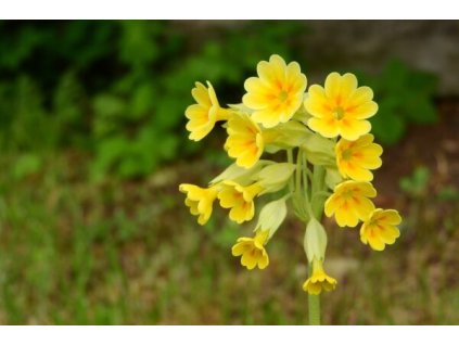 Primula veris ´Bright Deep Yellow´ (Prvosienka jarná)1