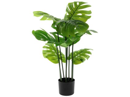Monstera Michiko