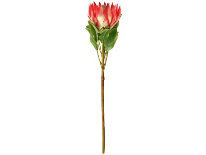 Protea Maaret