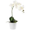 Orchidea Anam