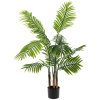 Palma areca Midori