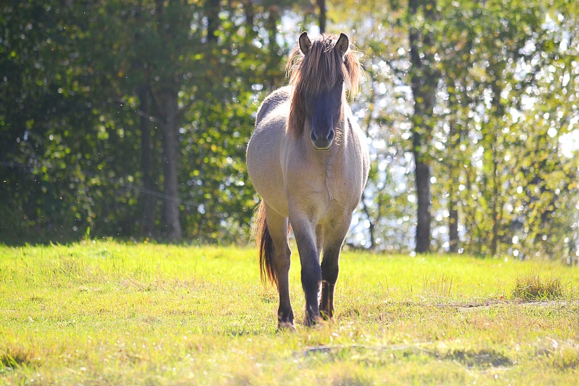 horse-kon