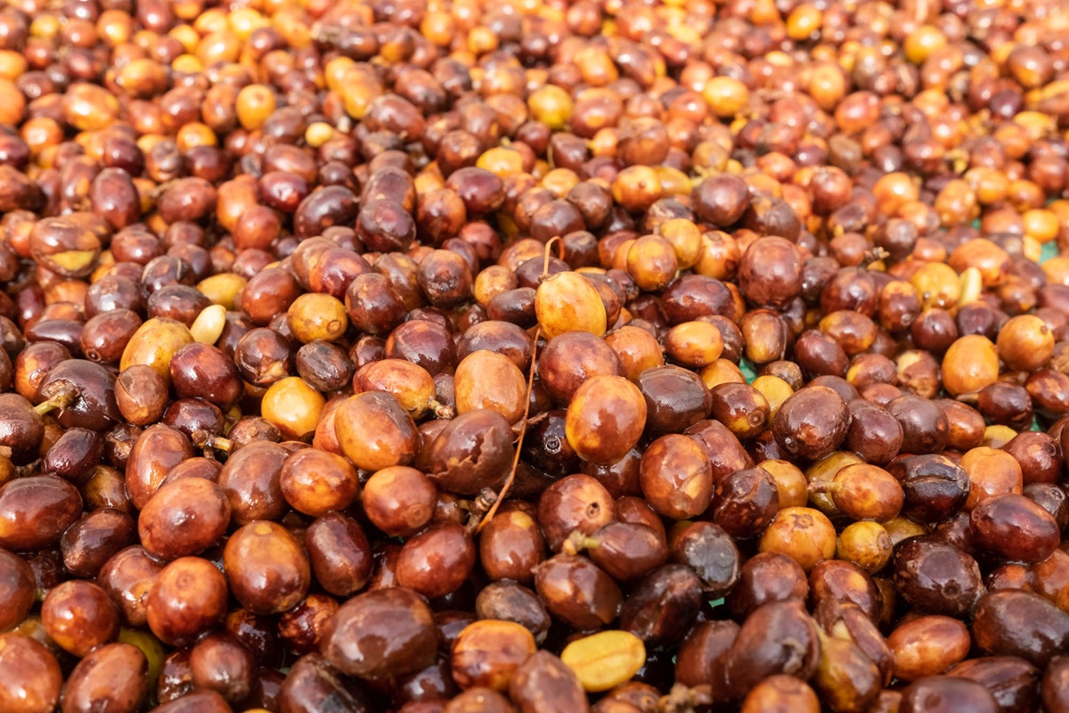 Čo je káva Mazagran a ako sa pripravuje?