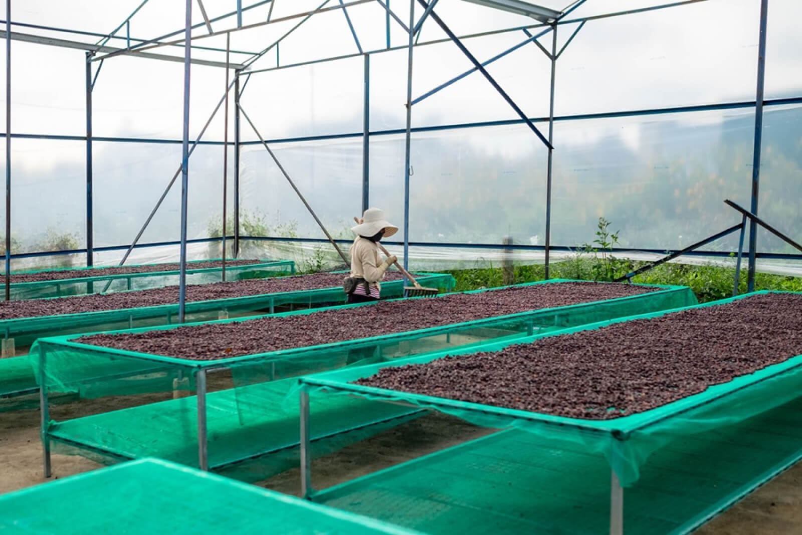 Ako sa vyvíja honey metóda spracovania kávy