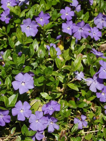 Návrh bez názvu 2025 08 28T063142.173