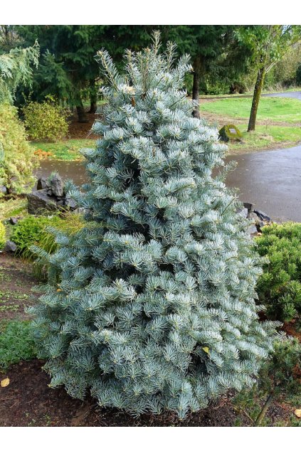 Abies concolor 'Archer's Dwarf'