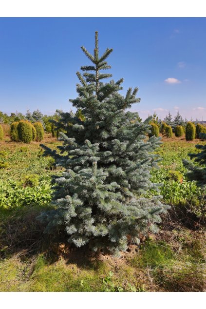 Abies lasiocarpa 'Compacta'