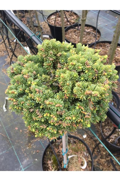 Abies lasiocarpa 'Logan Pass'