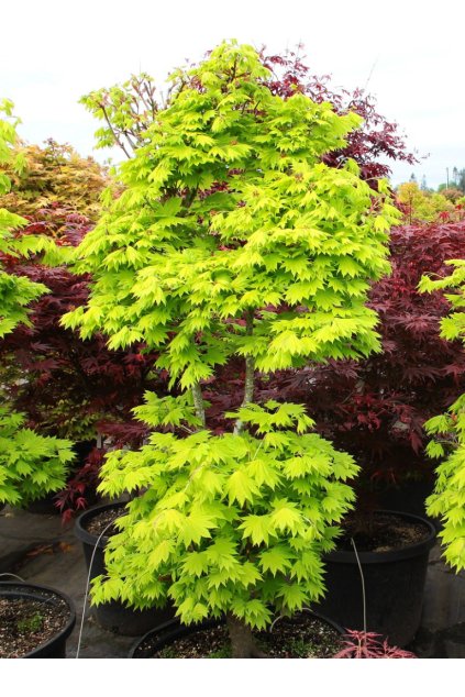 Acer shirasawanum 'Aureum'