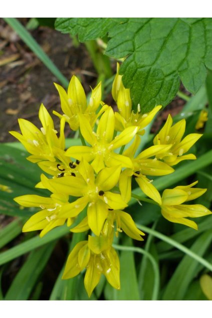 Allium moly