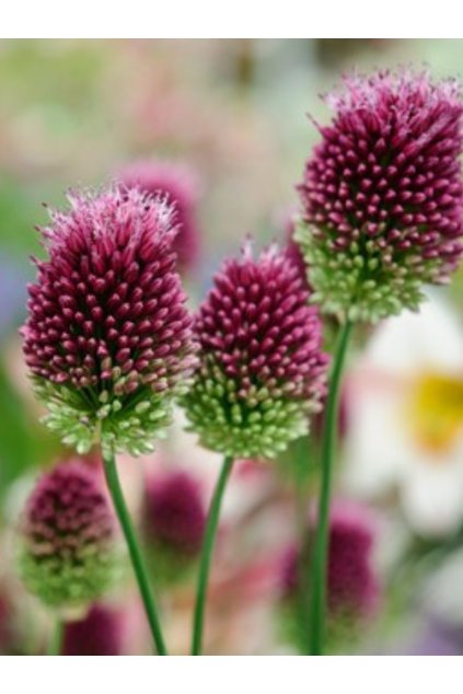 Allium sphaerocephalon
