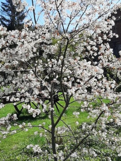 Amelanchier 'Prince William'