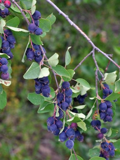 Amelanchier alnifolia 'Saskatoon Berry'®