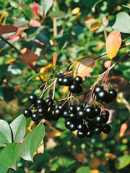 Aronia melanocarpa 'Nero'