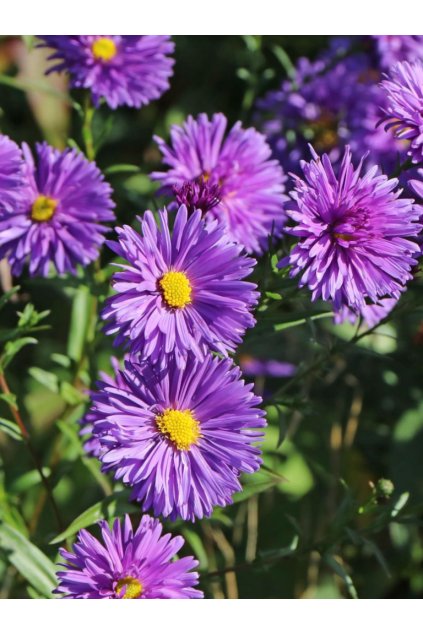 Aster n. b. 'Fuldatal'