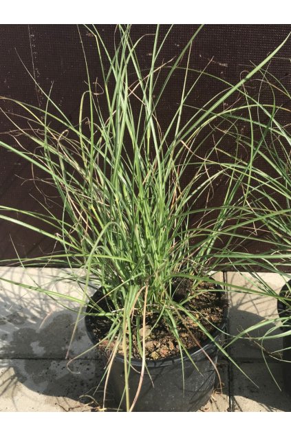 Carex flagellifera 'Auruga'