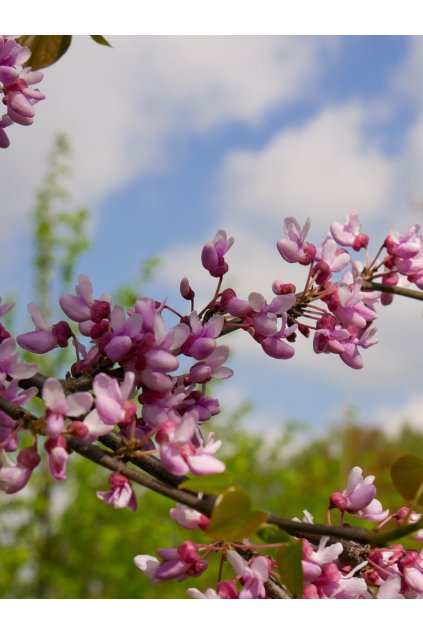 Cercis canadensis