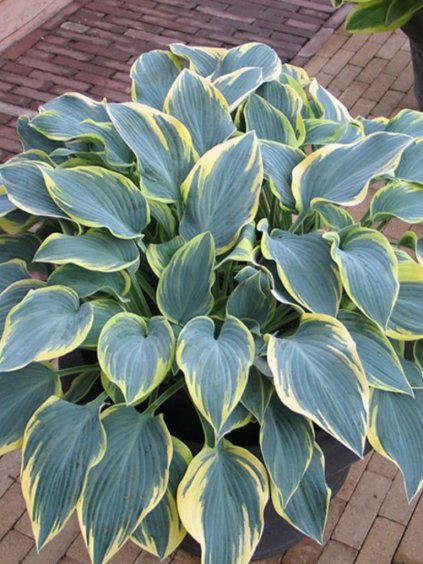Hosta 'First Frost'