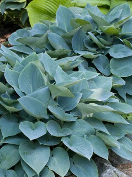 Hosta 'Fragrant Blue'
