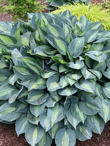 Hosta 'Kiwi Full Monty'