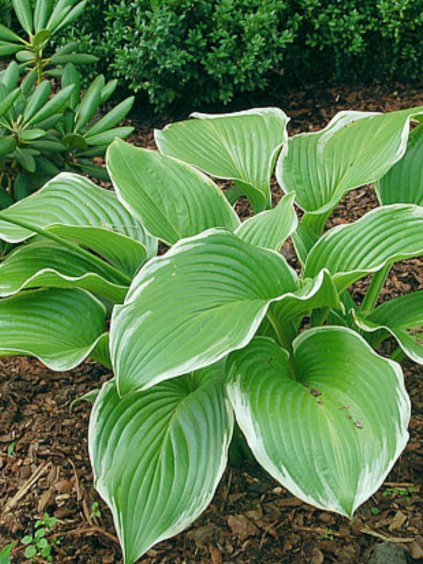 Hosta 'Lakeside Swan Pon'