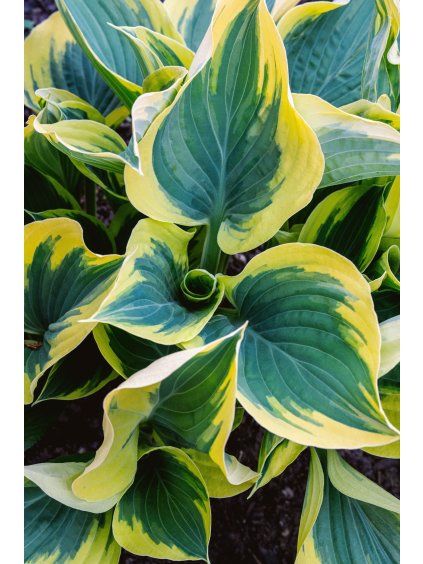 Hosta 'Liberty'®