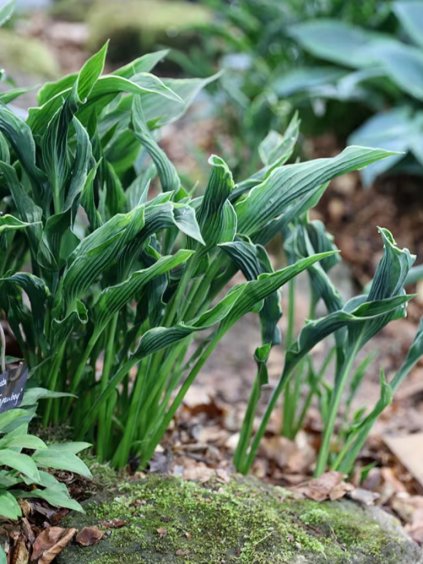 Hosta 'Praying Hands'