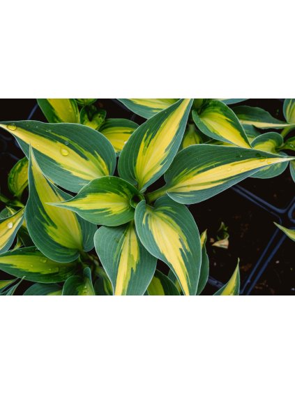 Hosta 'Touch of Class'