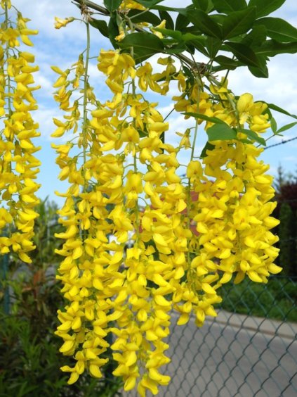 Laburnum watereri 'Vossii'