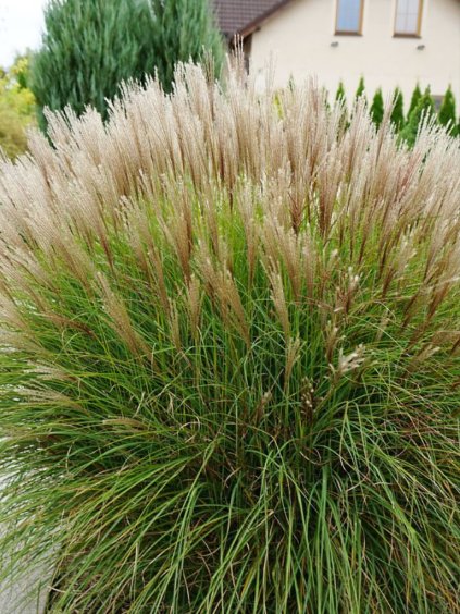 Miscanthus sinensis 'Yakushima Dwarf'