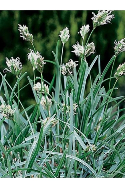 Sesleria caerulea
