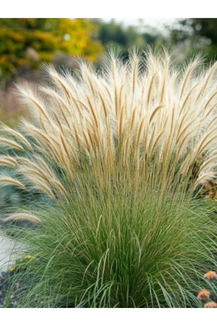 Stipa tenuissima 'Pony Tails'