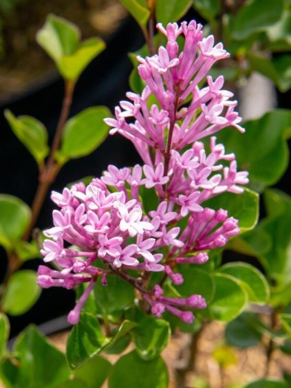Syringa meyeri 'Palibin'
