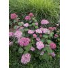 Hydrangea arborescens 'Pink Annabelle'