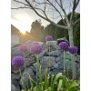Allium 'Ambassador'