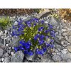 Gentiana acaulis