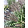 Pennisetum alopecuroides 'Red Head'
