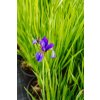 Iris sibirica