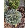 Abies koreana 'Ice Breaker'®
