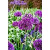 Allium aflatunense 'Purple Sensation'