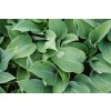 Hosta 'Canadian Blue'