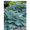 Hosta 'Canadian Blue'