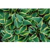 Hosta 'First Frost'