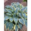Hosta 'First Frost'