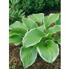 Hosta 'Lakeside Swan Pon'