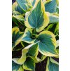 Hosta 'Liberty'®