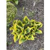 Hosta 'Liberty'®
