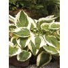 Hosta 'Patriot'