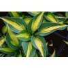 Hosta 'Touch of Class'